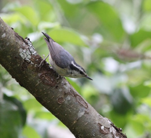 White-breasted Nuthatch